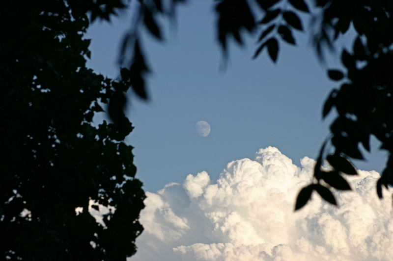 Luna fra alberi e nuvole - Luglio 2008