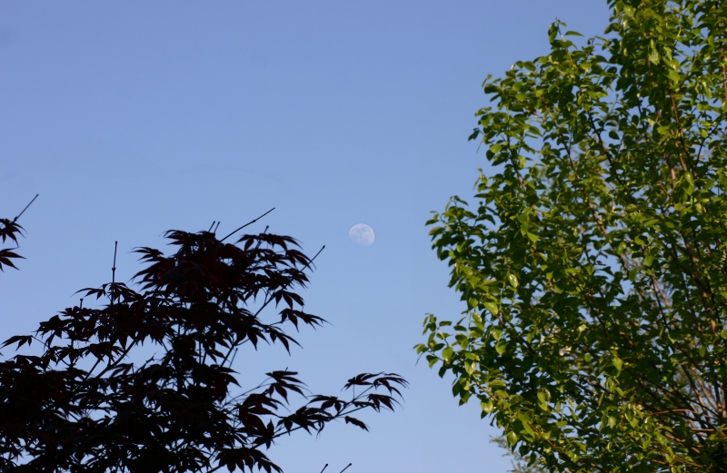 Luna fra gli alberi - 2 maggio 2012